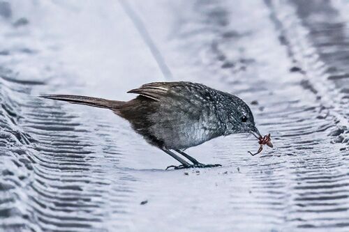 Western Bristlebird (Dasyornis longirostris), photo 10