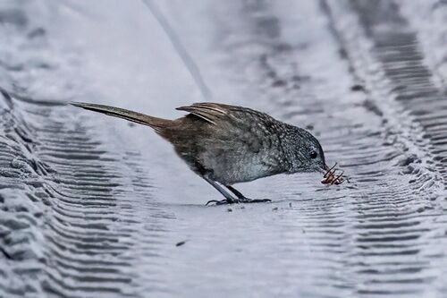 Western Bristlebird (Dasyornis longirostris), photo 9