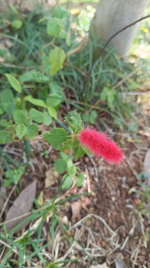 Acalypha herzogiana, Parque do Estado, São Paulo - SP, 04301-902, Brasil