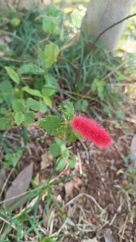 Dwarf Chenille Plant (Acalypha herzogiana)