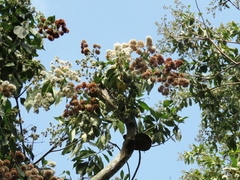 Cordia trichotoma