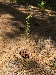 Platanthera colemanii