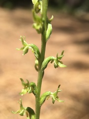 Platanthera colemanii