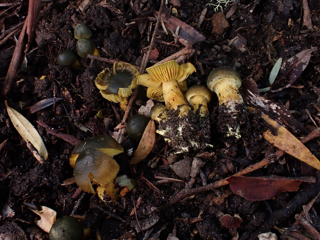 Cortinarius austrovenetus · May 2025 · photo: © oqt (iNaturalist, cc-by)