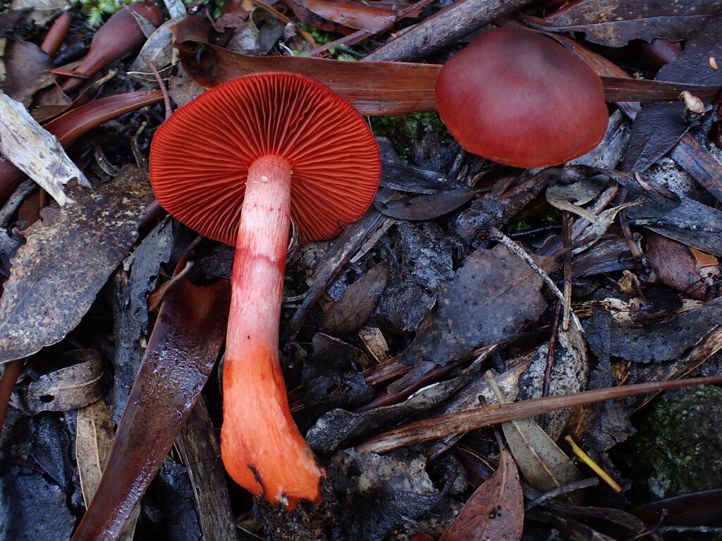 Cortinarius kula · May 2025 · photo: © oqt (iNaturalist, cc-by)