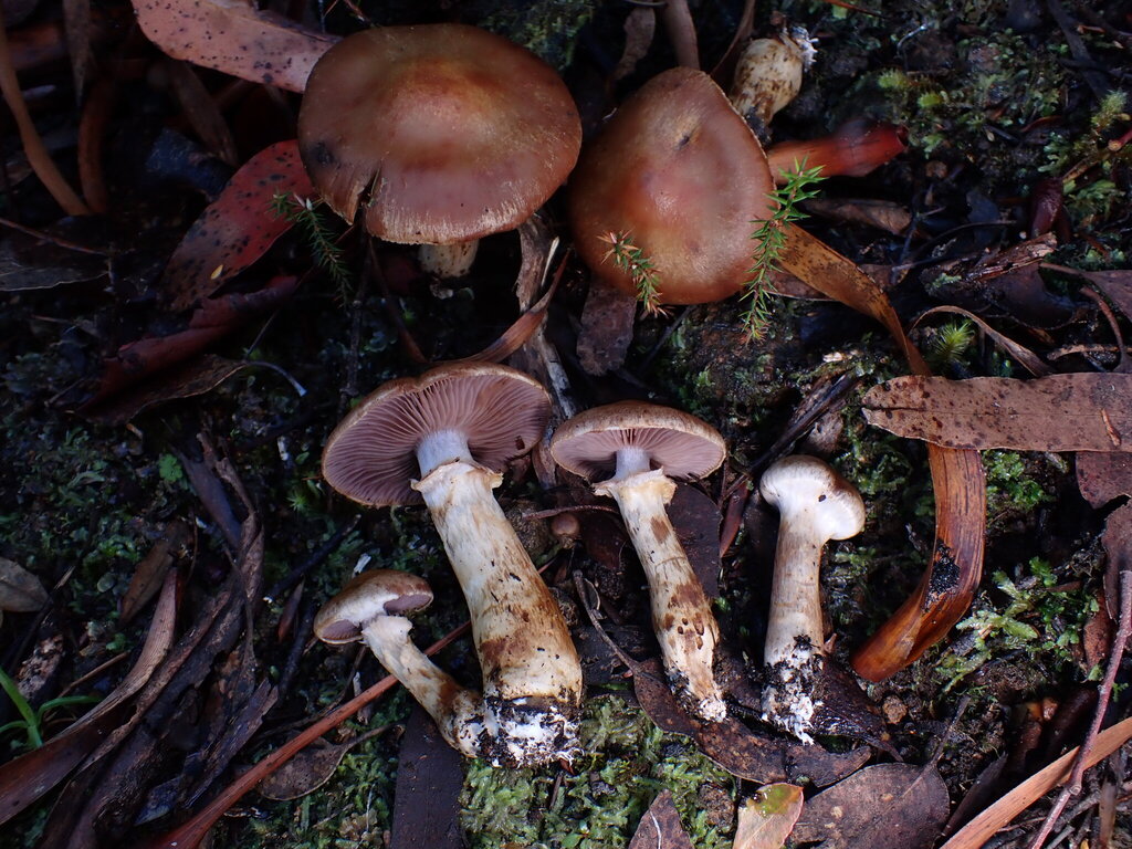 Cortinarius vinaceolamellatus · May 2025 · photo: © oqt (iNaturalist, cc-by)