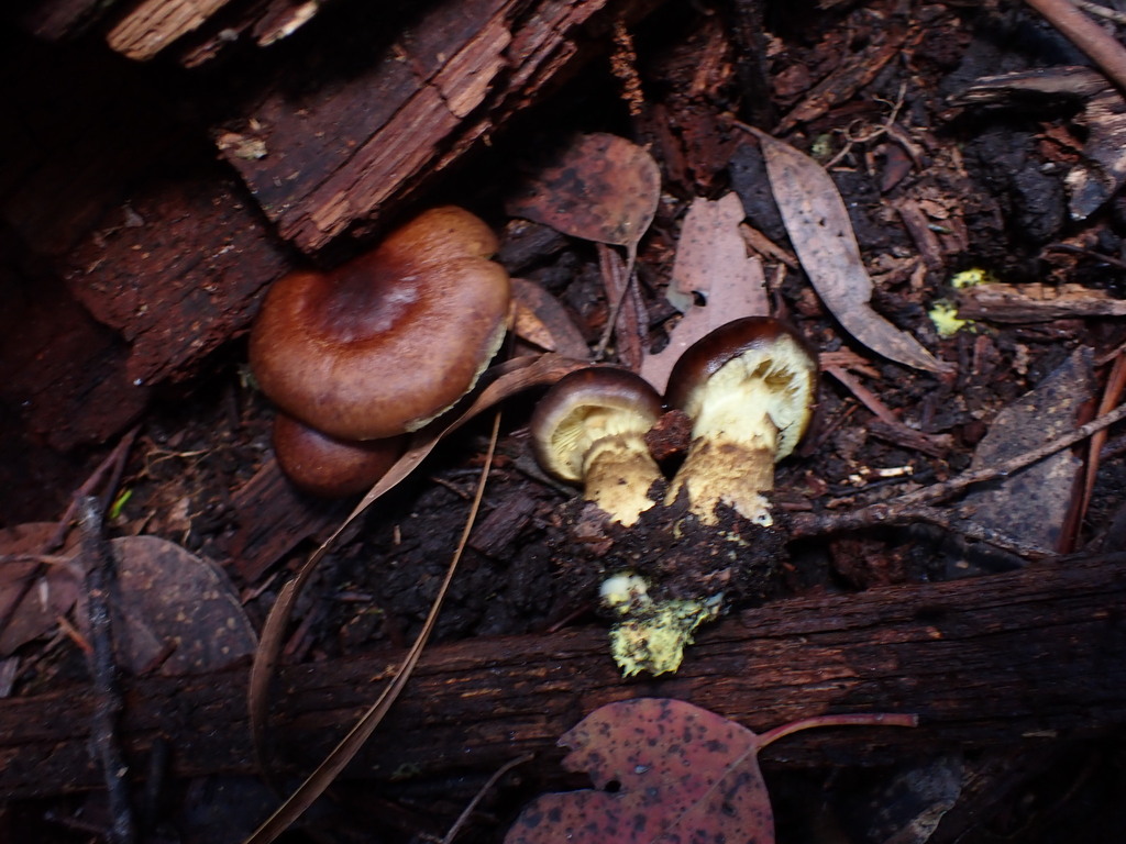 Cortinarius clelandii · May 2025 · photo: © oqt (iNaturalist, cc-by)