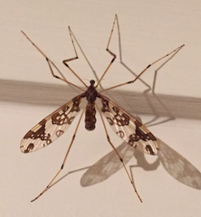 Mischoderus annuliferus