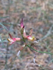 Astragalus inversus