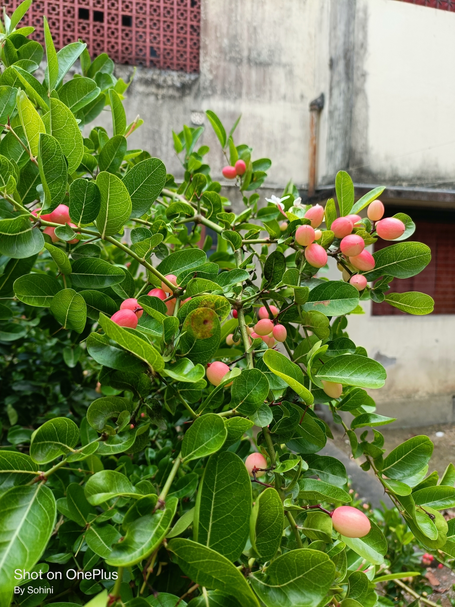 Imagem de Carambola-de-espinho