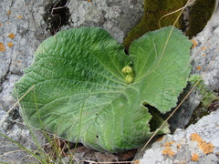 Streptocarpus vandeleurii