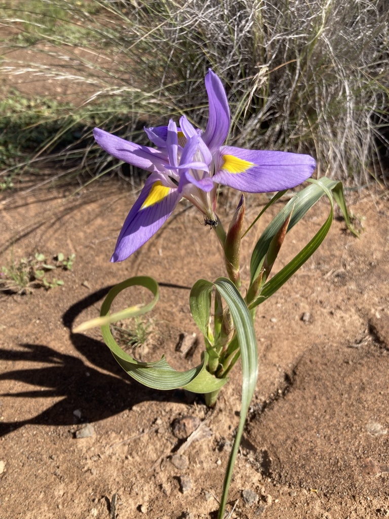 Moraea venenata