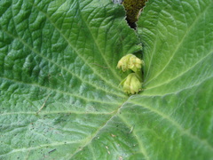 Streptocarpus vandeleurii