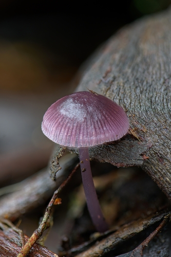 Mycena vinacea Cleland