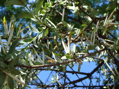 Agelanthus natalitius