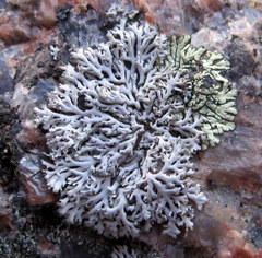 Physcia thomsoniana