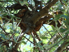Agelanthus natalitius
