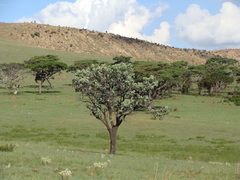 Protea caffra caffra