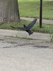 Corvus brachyrhynchos