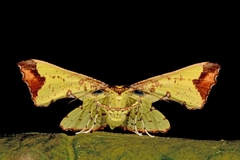 Corymica
