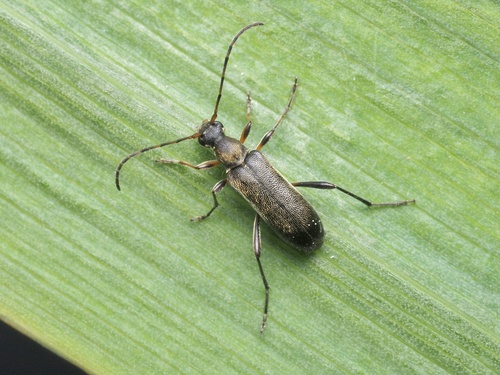 Rudaūsis Karnadiris nuotrauka