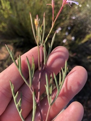 Pelargonium laevigatum