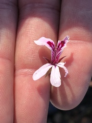 Pelargonium laevigatum