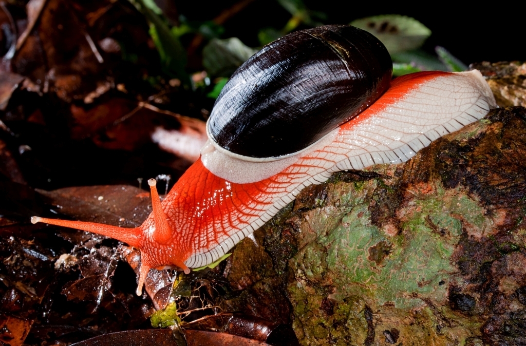 Ariophantidae
