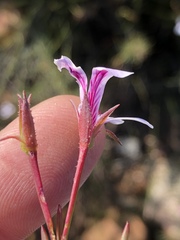 Pelargonium laevigatum