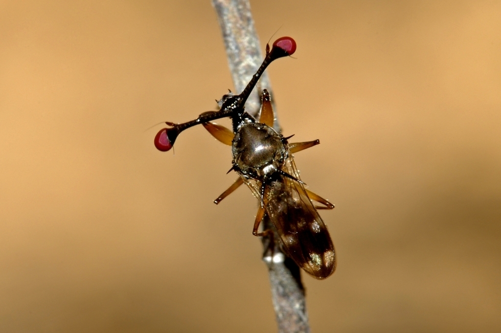 Diopsoidea