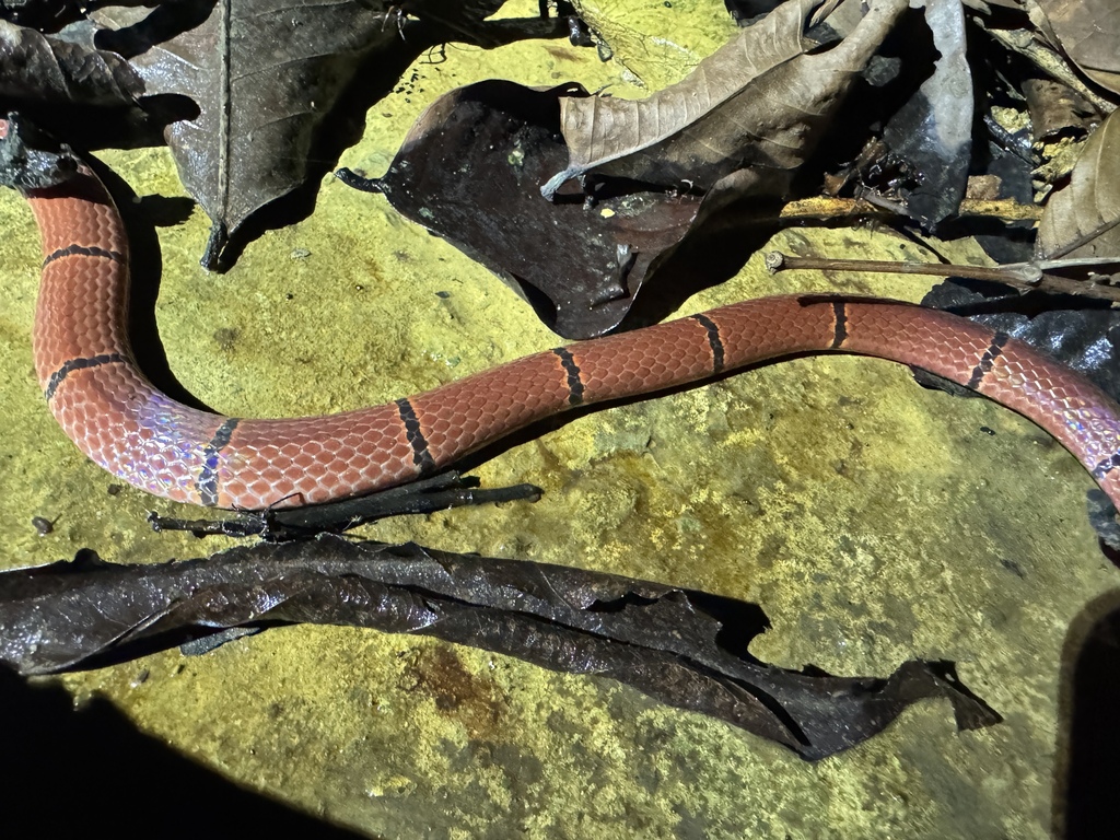 Guangxi Coral Snake
