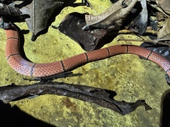 Guangxi Coral Snake photo 1