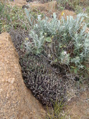 Euphorbia schinzii