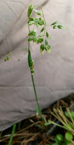 Anthoxanthum nitens, photograph 1