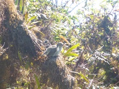 Camarhynchus pallidus