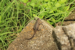 Sceloporus dugesii