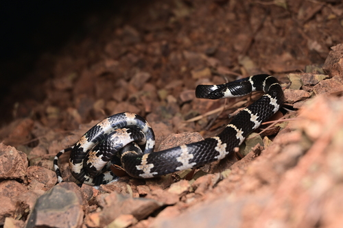 Photo of a Gongshan Wolf Snake (Lycodon gongshan)