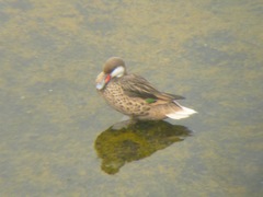 Anas bahamensis galapagensis