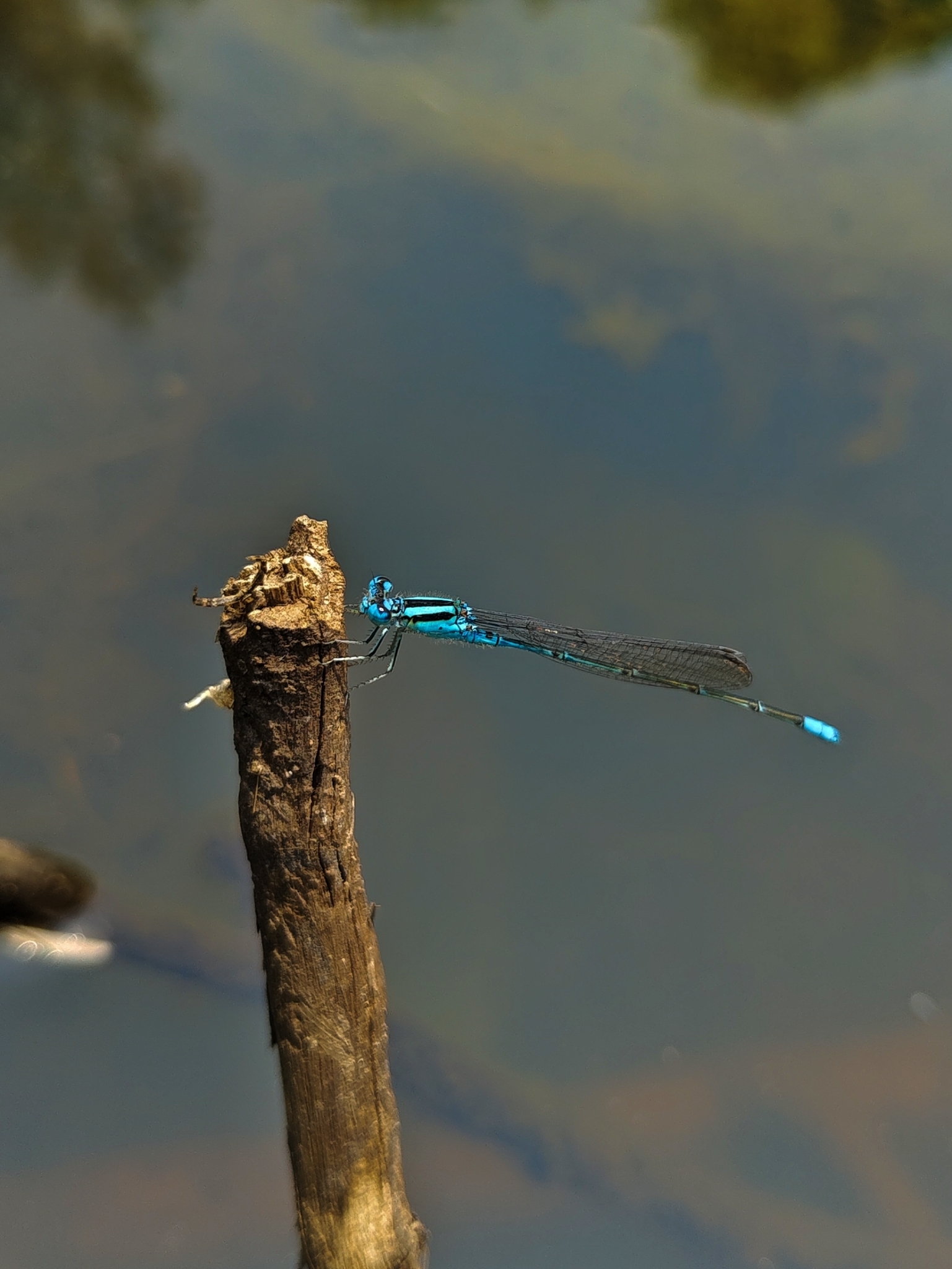 Lookalike Sprite
