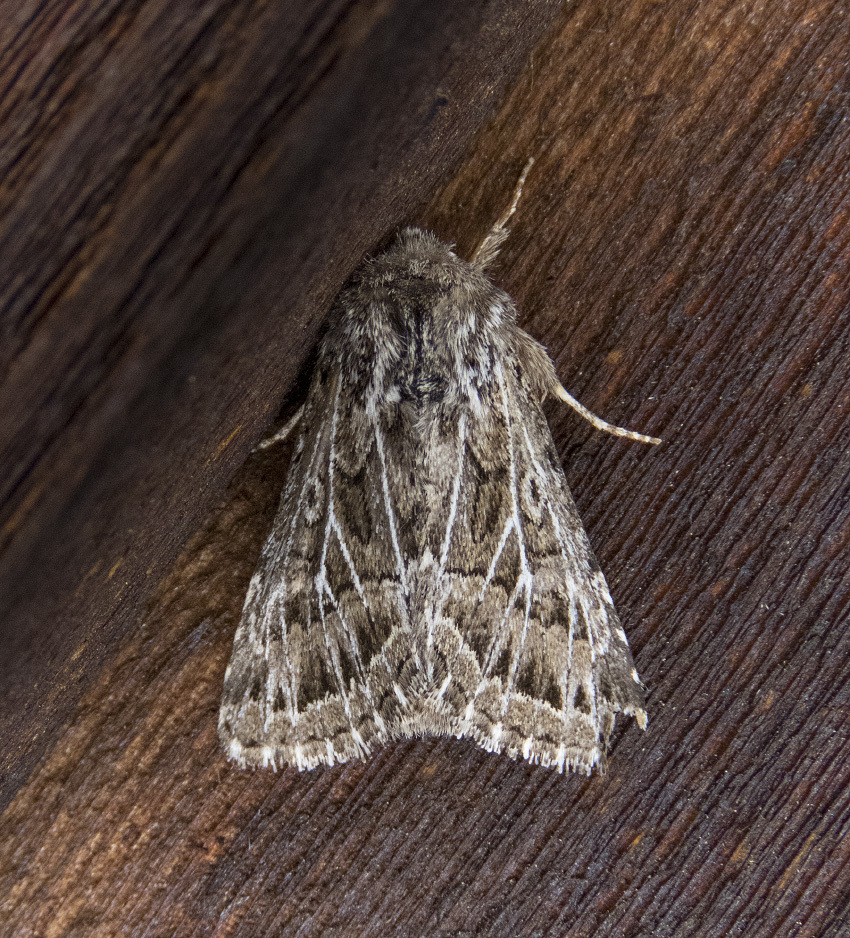 Tholera americana