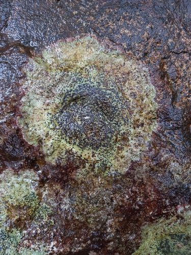 Porpidia albocaerulescens