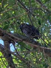 Sturnus vulgaris