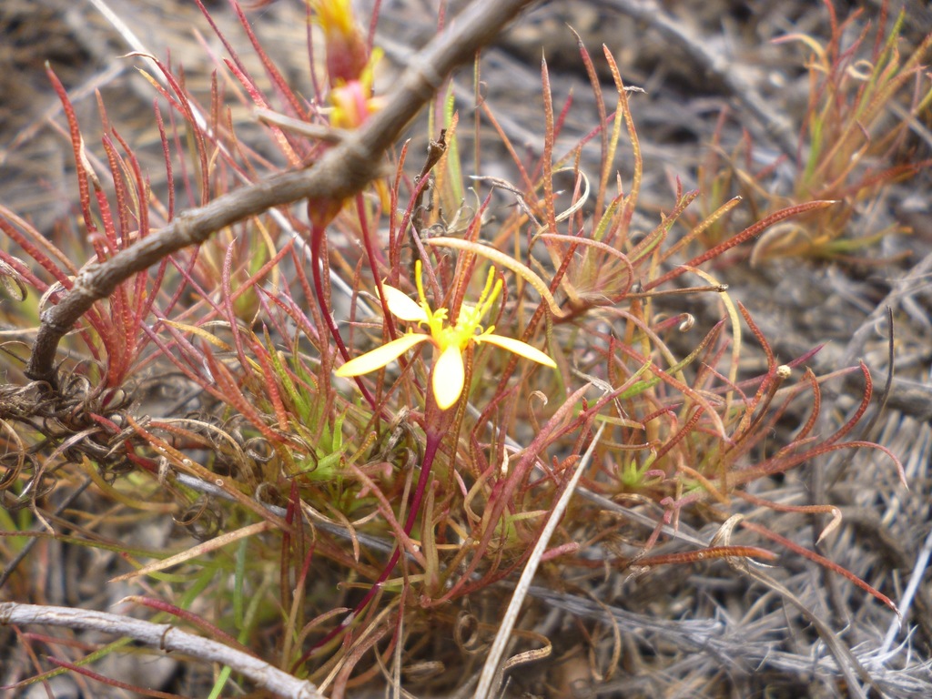 Pectis tenuifolia