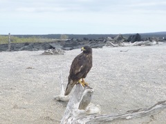Buteo galapagoensis