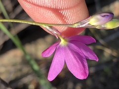 Ixia orientalis