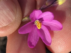 Ixia orientalis