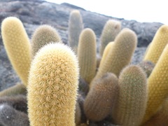 Brachycereus nesioticus