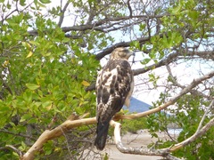 Buteo galapagoensis