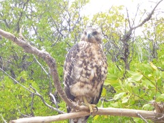 Buteo galapagoensis