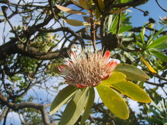 Protea caffra caffra